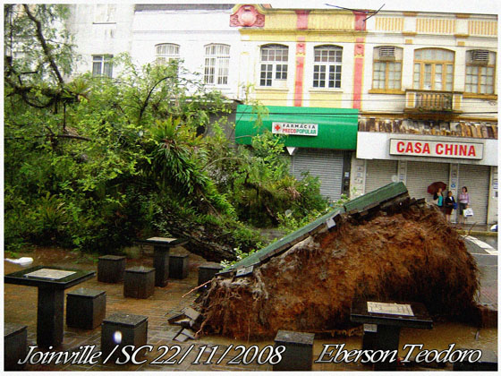 Árvore tomba na praça Nereu Ramos (Foto de :Eberson Teodoro)